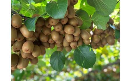 善通寺市産「キウイのたまご」２４玉　約１．１ｋｇ