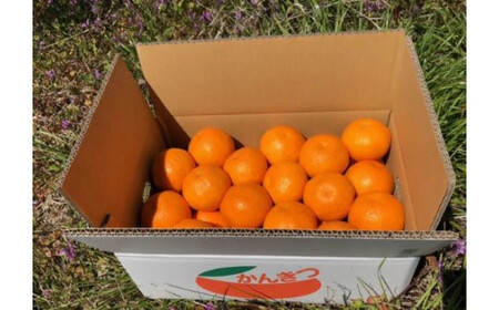 ＜予約受付＞宮武園芸の「はるみ みかん」  善通寺市産 ５kg程度