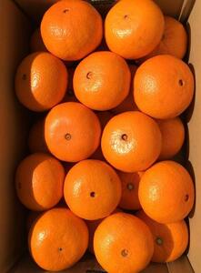 <予約受付>宮武園芸の「津之輝(つのかがやき)」 善通寺市産 5kg程度