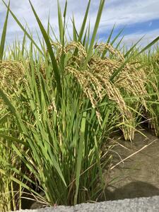 Root Farmの令和7年度 新米ヒノヒカリ玄米5kg×2袋 有機JAS認証