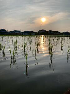 Root Farmの令和7年度 新米ヒノヒカリ玄米5kg×2袋 有機JAS認証