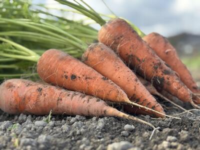 Root  Farmの冬季限定　有機JAS認証の人参約5kg（12月～2月頃まで）