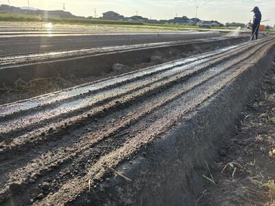 Root  Farmの冬季限定　有機JAS認証の人参約5kg（12月～2月頃まで）