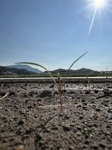 Root  Farmの冬季限定　有機JAS認証の人参約5kg（12月～2月頃まで）