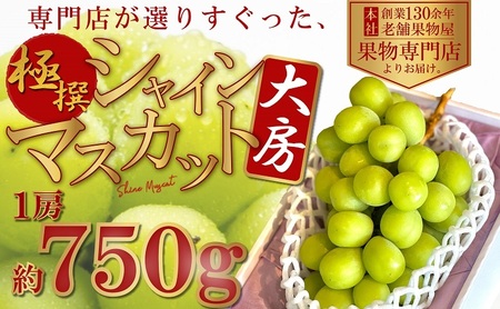 【2026年8月中旬より順次発送】 極撰！大房シャインマスカット 1房（約750g） 果物 ぶどう フルーツ 飴色 輝く 高糖度 風味 果皮 口どけ パリッ ジューシー 果肉 種なし パクパク 老舗 果物屋