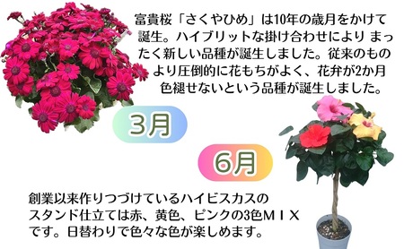 モリヒロ園芸のオリジナルブランドのお花とトマト6ヶ月定期便