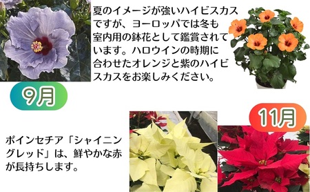 モリヒロ園芸のオリジナルブランドのお花とトマト6ヶ月定期便