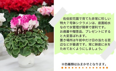 7号鉢 底面給水 シクラメン 1鉢(箱入り)