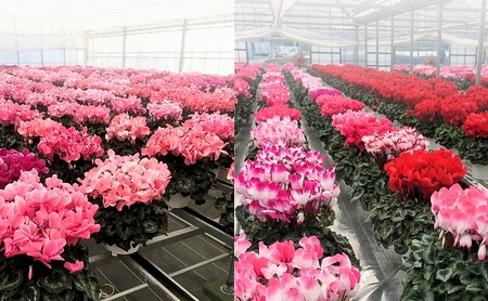 7号鉢 底面給水 シクラメン 1鉢(箱入り)