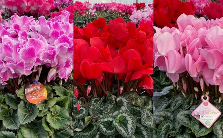 7号鉢 底面給水 シクラメン 1鉢(箱入り)