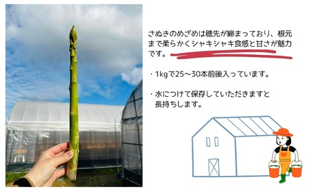 朝採れ アスパラ【さぬきのめざめ】夏芽 2Lサイズ　約1kg （25～30本） 