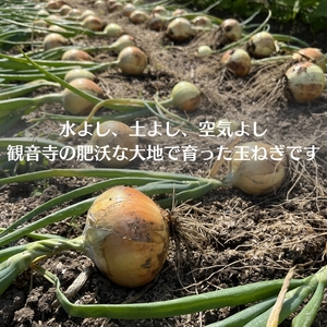 訳あり（サイズ混合おまかせ）そのまんま 玉ねぎ（約3kg×2箱）計約6kg たまねぎ 野菜 