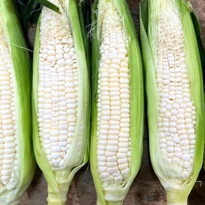 ご家庭用 細物 ホワイトコーン 約3.5kg とうもろこし 野菜