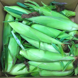 ご家庭用 細物 ホワイトコーン 約3.5kg とうもろこし 野菜