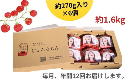 モリヒロ園芸が育てたじょんならんトマトの12ヶ月定期便 野菜 ミニトマト 