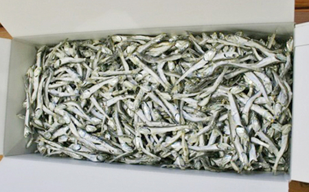 伊吹いりこ 1.5kg 出汁 さぬき特産 魚貝 魚介類