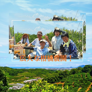 2026年冬よりお届け 高糖度系石地みかん 約3kg 柑橘類 フルーツ 果物 ミカン 