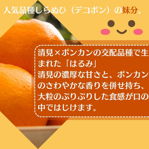 2026年先行予約 はるみ 約3kg みかん 柑橘類 果物 フルーツ　 
