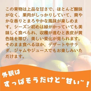 スイートスプリング 約5kg 果物類 みかん 柑橘類 フルーツ