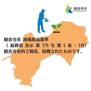 スイートスプリング 約5kg 果物類 みかん 柑橘類 フルーツ