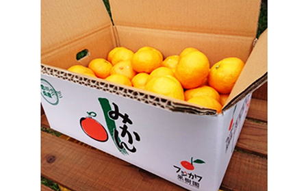 2026年冬よりお届け 高糖系石地みかん 約5kg 果物類／みかん 柑橘類 フルーツ ミカン 蜜柑 