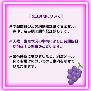 大粒 ピオーネ 約1.5kg ぶどう  フルーツ 果物 