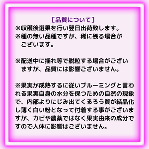 大粒 ピオーネ 約1.5kg ぶどう  フルーツ 果物 