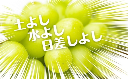 《鮮度抜群》シャインマスカット 約1.4kg 2～4房入り ぶどう 香川県産 種なし 果物