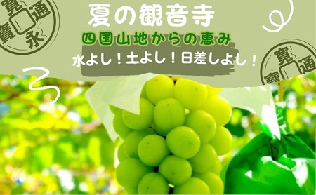 鮮度抜群》シャインマスカット 約1.4kg 2～4房入り ぶどう 香川県産 種