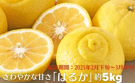 さわやかな甘さ「はるか」約5kg 果物類 柑橘類 フルーツ みかん 