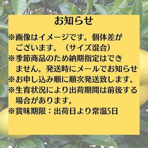 さわやかな甘さ「はるか」約5kg 果物類 柑橘類 フルーツ みかん 