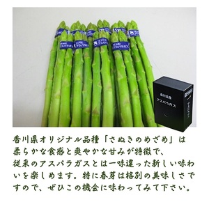 さぬきのめざめ（アスパラガス）春芽 旬野菜 約500g（約100g×5束）