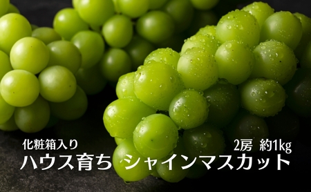 ハウス育ち シャインマスカット約1kg 2房化粧箱入り 果物類 フルーツ 果物 ぶどう 葡萄 約1kg