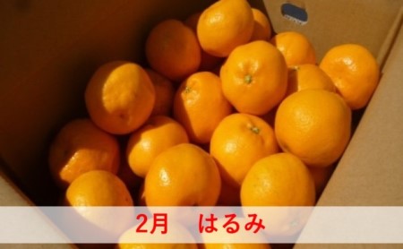 【6回 頒布会】みかん 定期便 6回 フルーツ フジカワ果樹園オリジナル（新季節の柑橘セット） 果物