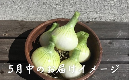 観音寺産 採れたての たまねぎ　約6kg