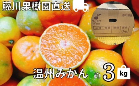 2026年秋よりお届け 農園直送 フジカワ果樹園栽培の 温州みかん 約3kg 果物類 柑橘類 ミカン フルーツ