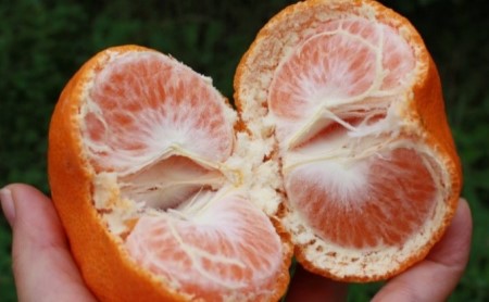 新品種みかん「西南のひかり」約5kg 果物類 柑橘類 フルーツ