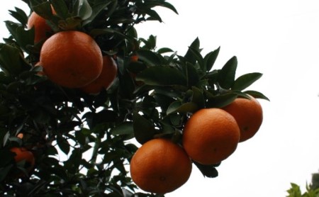 新品種みかん「西南のひかり」約5kg 果物類 柑橘類 フルーツ