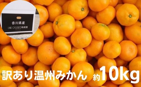 2024年秋よりお届け 訳あり！！温州みかん 約10kg | 香川県観音寺市