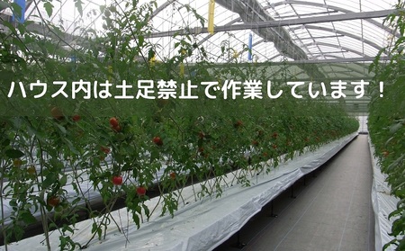 井下とまと園の完熟フルーツトマト 約1kg | 香川県観音寺市 | ふるさと ...