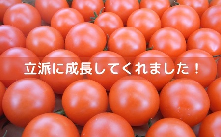 井下とまと園の完熟フルーツトマト 約1kg
