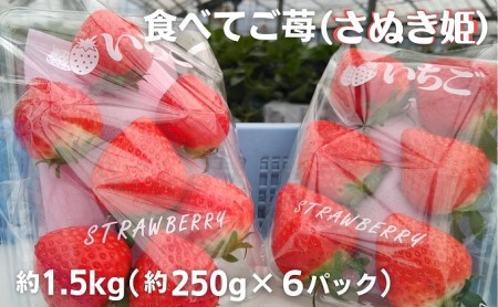 食べてご苺（さぬき姫）約1.5kg（約250g×6パック） 果物類 いちご イチゴ 観音寺産 オリジナル品種 紅色 高設式養液栽培 プレゼント