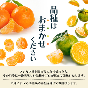 【8回 頒布会】みかん 柑橘類 定期便 彩り柑橘 8回 フルーツ フジカワ果樹園セレクト 果物