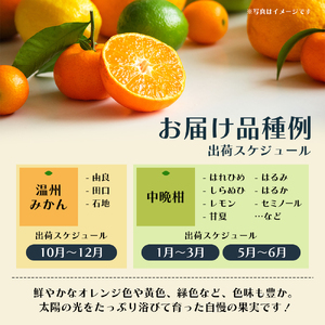 【8回 頒布会】みかん 柑橘類 定期便 彩り柑橘 8回 フルーツ フジカワ果樹園セレクト 果物