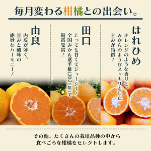 【8回 頒布会】みかん 柑橘類 定期便 彩り柑橘 8回 フルーツ フジカワ果樹園セレクト 果物