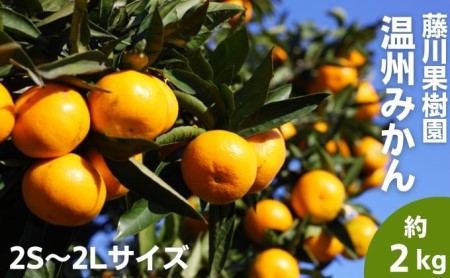 2026年秋よりお届け フジカワ温州みかん 約2kg 果物 柑橘 フルーツ おやつ 間食 デザート 食後 極早生 早生 甘い 食べきりサイズ 冬 秋