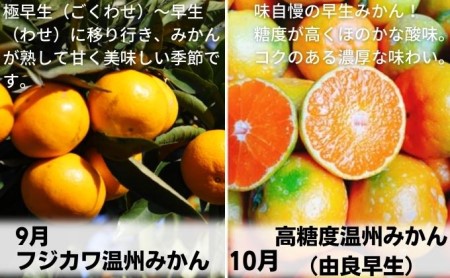 【9回頒布会】フジカワ果樹園オリジナル・新季節の柑橘セット 定期便 食べ比べ 