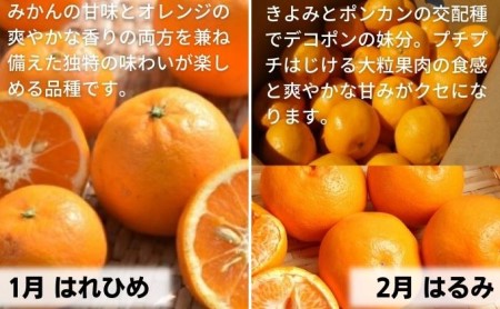 【9回頒布会】フジカワ果樹園オリジナル・新季節の柑橘セット 定期便 食べ比べ 