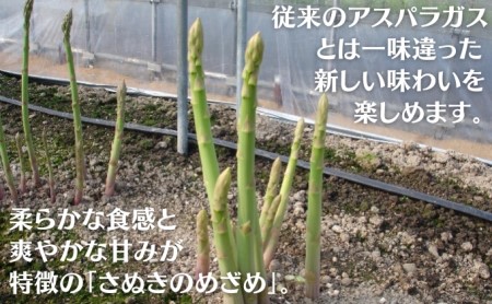 香川オリジナルアスパラガス「さぬきのめざめ春芽」細物　約800g 野菜 産地直送 香川県産 春野菜 Mサイズ 