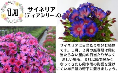 モリヒロ園芸が育てたお花の定期便(年間5回) 植物 瀬戸内 温暖 気候 鉢花
